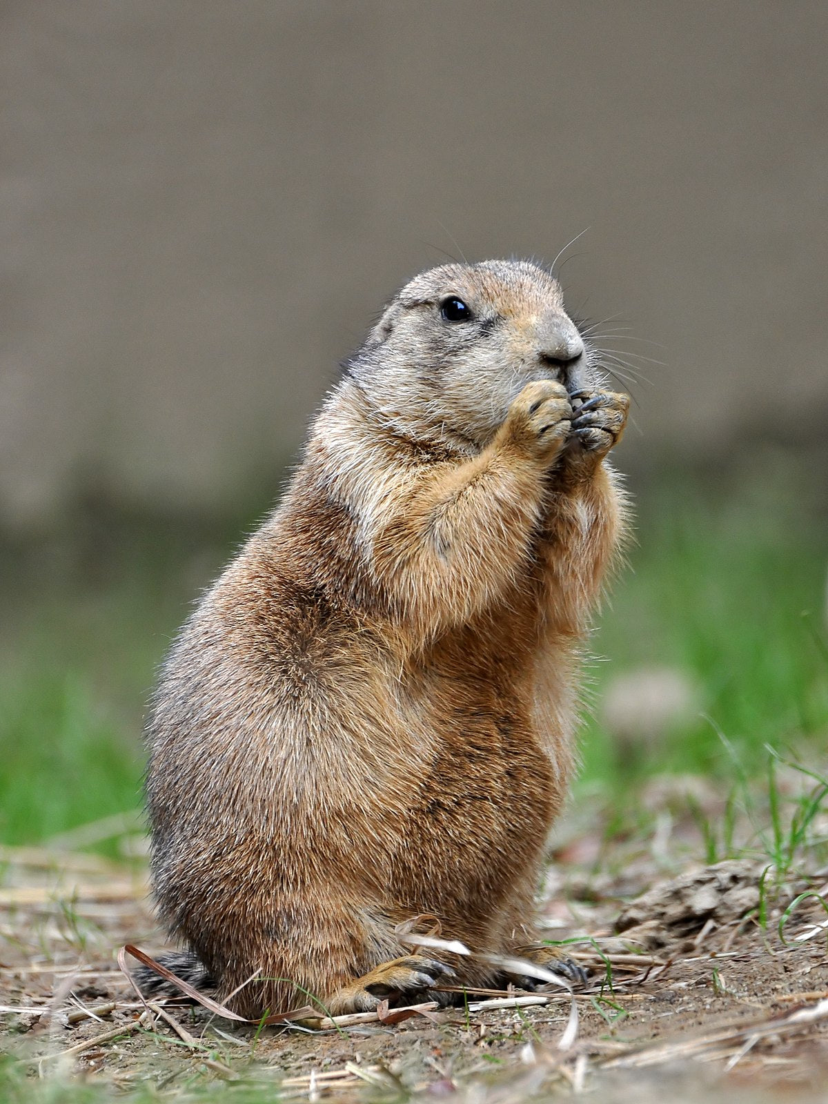 Prairie Dog House Training Prairie Dog House Training