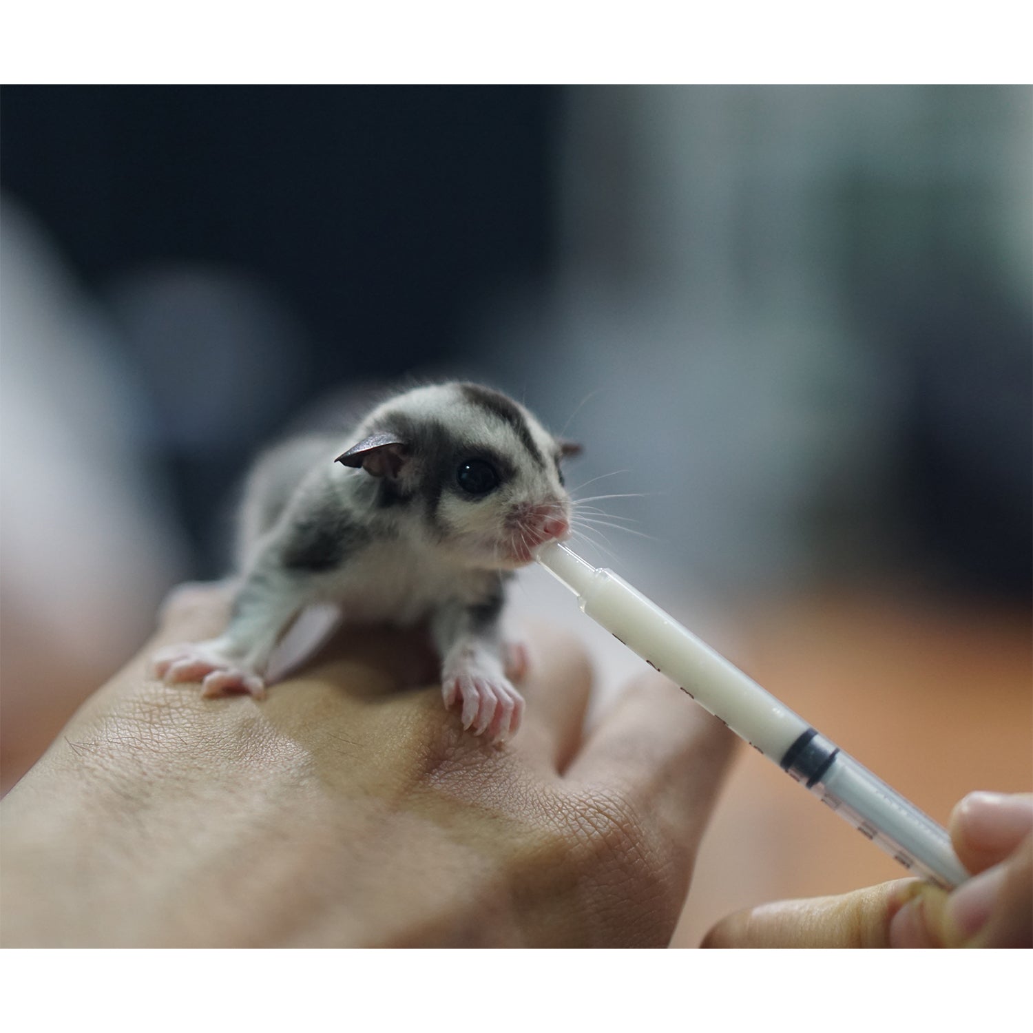 What To Feed Baby Sugar Gliders What To Feed Baby Sugar Gliders