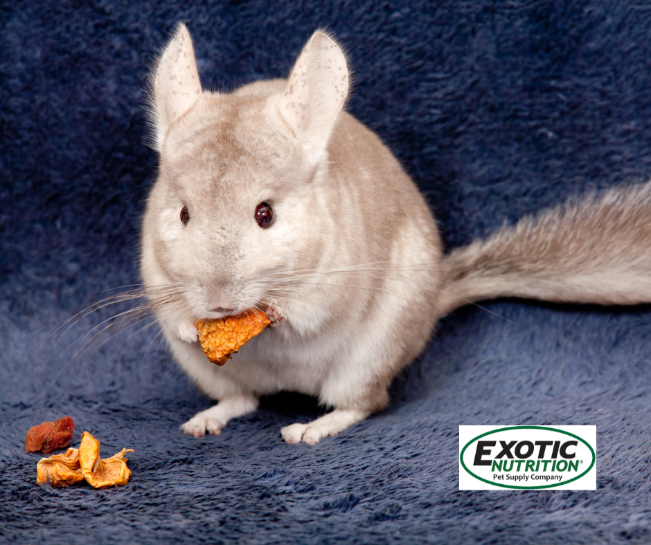 Can Rabbits Eat Chinchilla Food: Surprising Facts Revealed