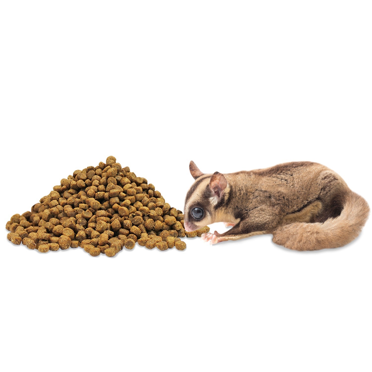 Introducing New Diets to Sugar Gliders: A Guide to Transitioning Introducing New Diets to Sugar Gliders: A Guide to Transitioning