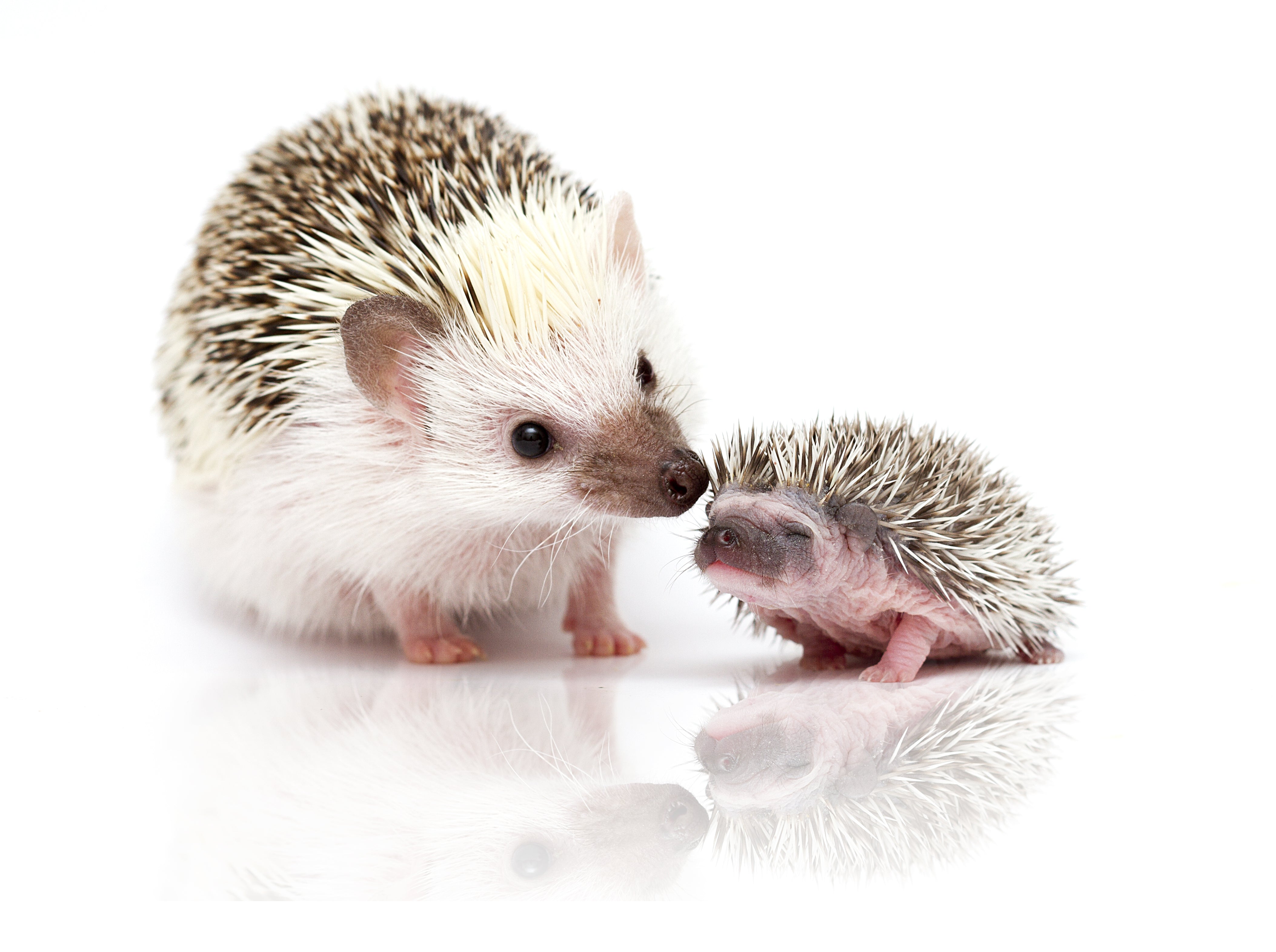 Supply Checklist Before Taking Your New Hedgehog Home Supply Checklist Before Taking Your New Hedgehog Home