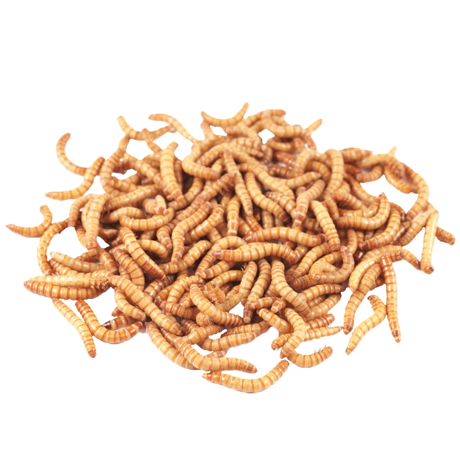 Mealworms vs Superworms Mealworms vs Superworms