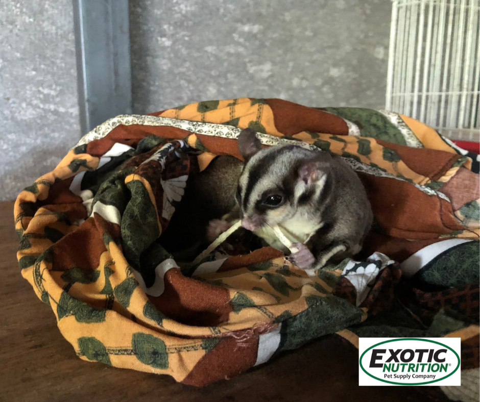 Checklist of Things You Need Before Taking Your New Sugar Glider Home