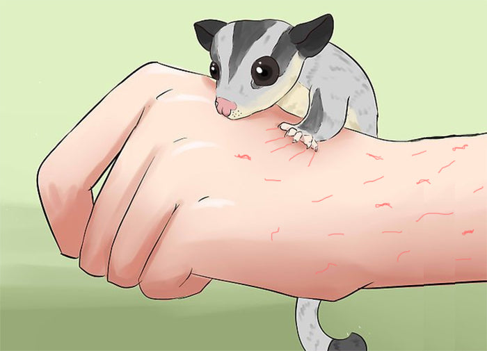 Sugar glider 2024 nail trimmer