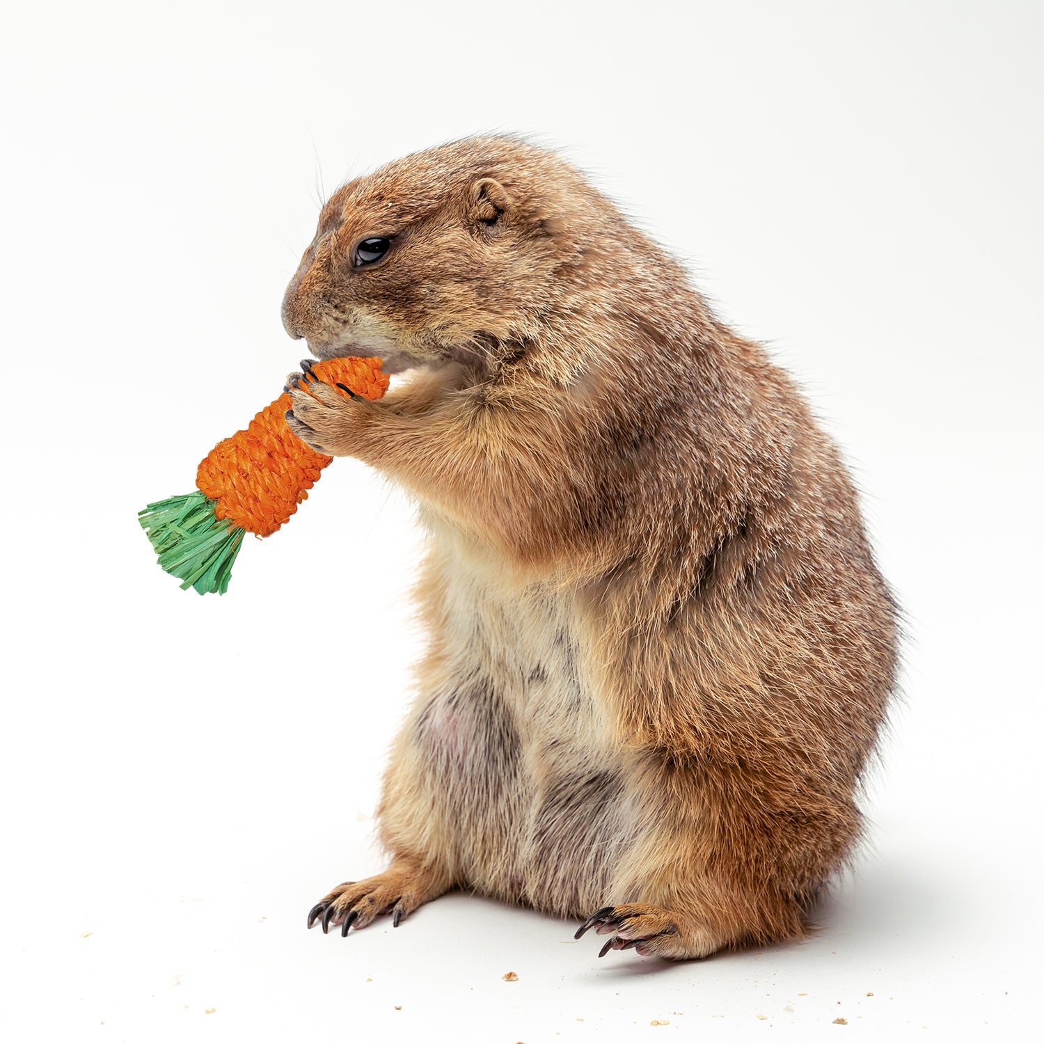 Basic Prairie Dog Information