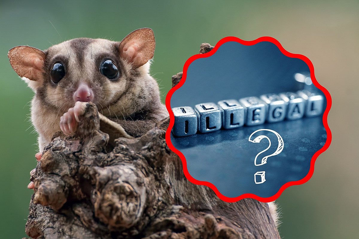 Are Sugar Gliders Illegal In Alabama: Legal Facts Revealed