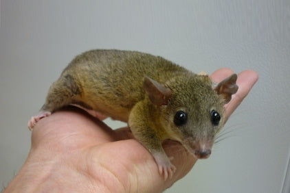 Unsafe Foods for Short-Tailed Opossums Unsafe Foods for Short-Tailed Opossums