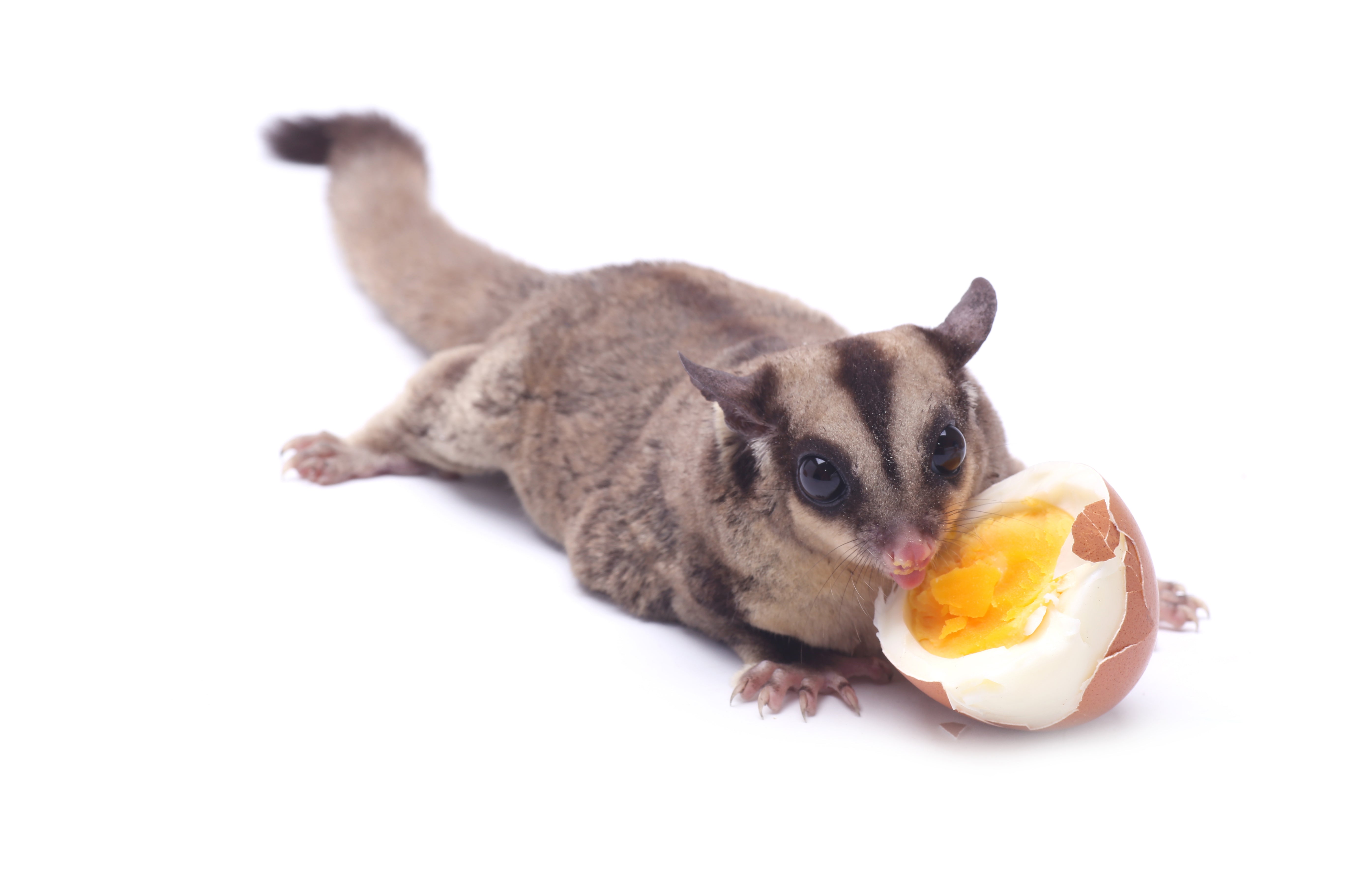 Can Sugar Glider Eat Chicken: Essential Facts Every Owner Needs