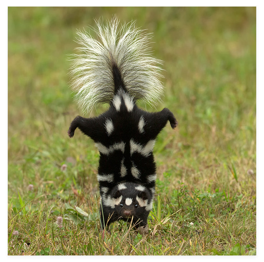 Veterinary Care for Skunks Veterinary Care for Skunks