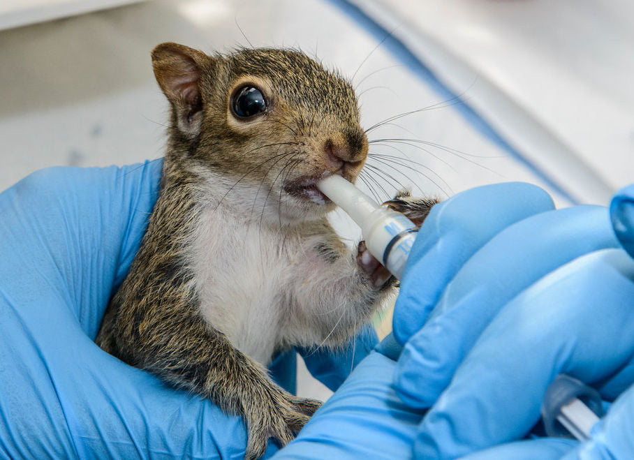 Baby Squirrel Care