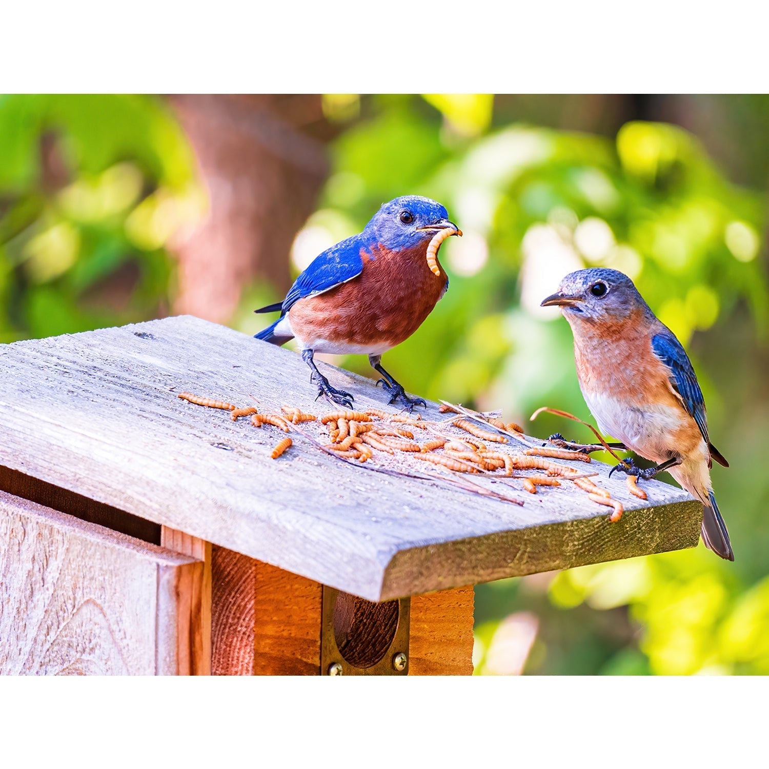 Bluebird Nest Boxes: A Guide to the Perfect Home for Your Feathered Fr