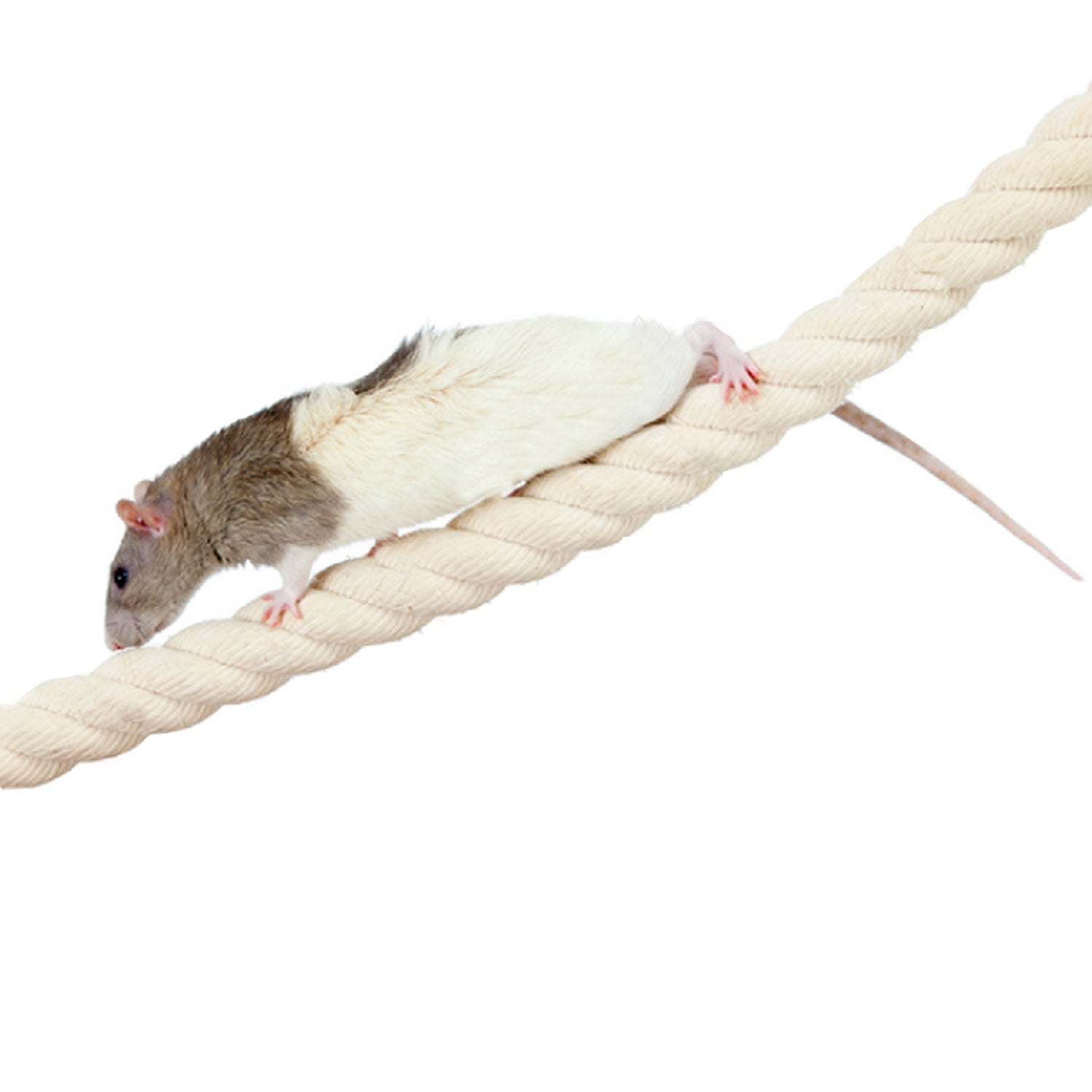 Basic Pet Rat Information