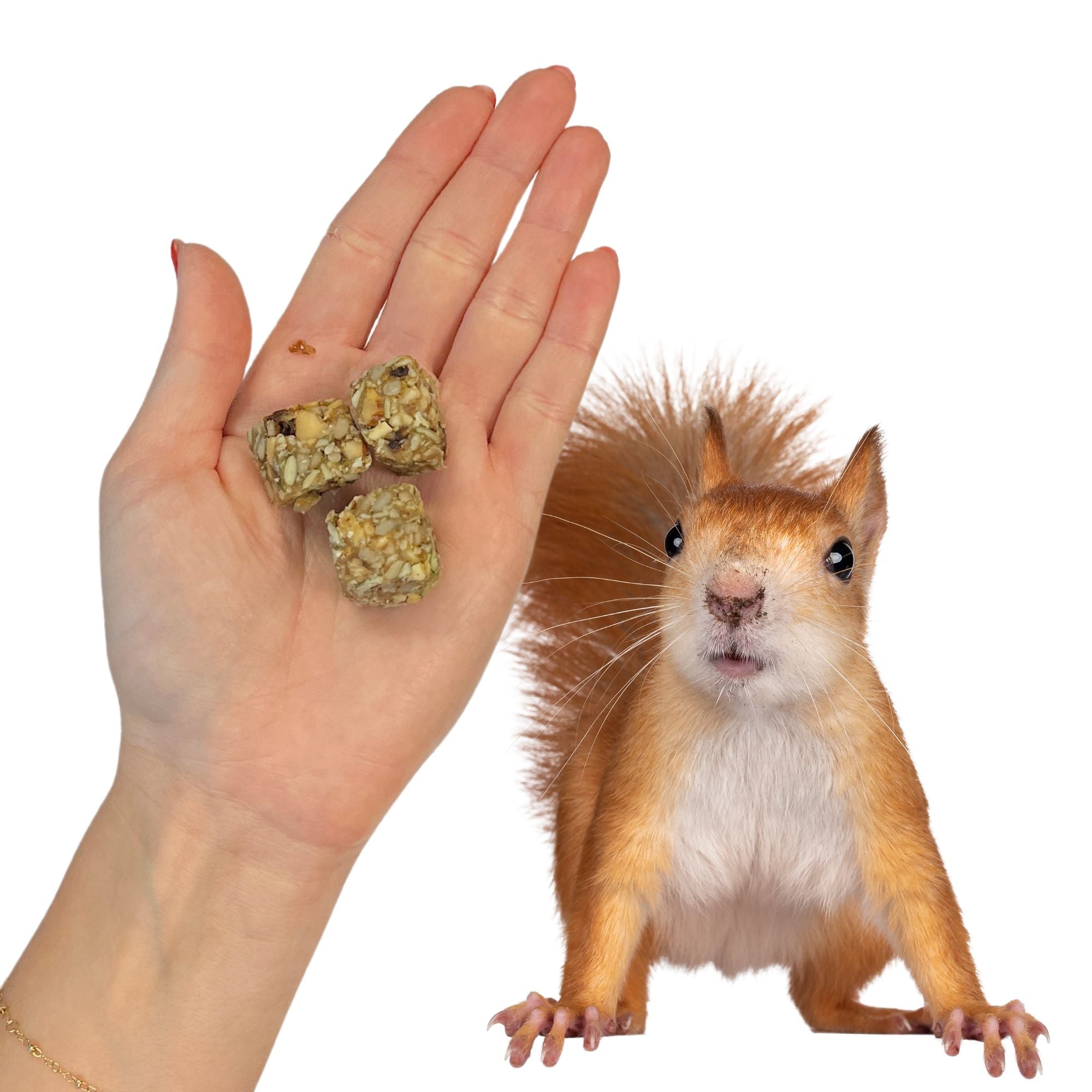 Squirrel Beneficial Blocks Squirrel Food