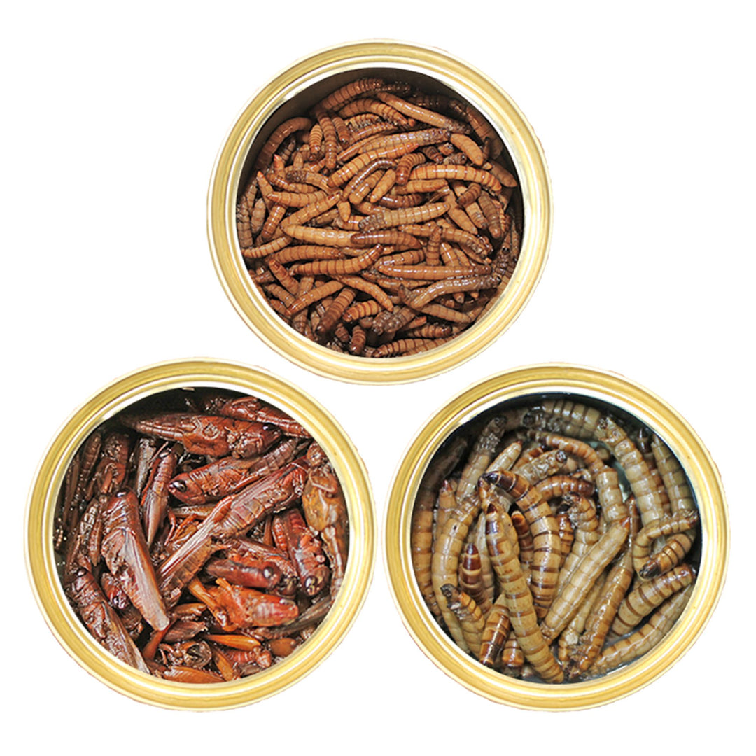 Canned Insect Assortment