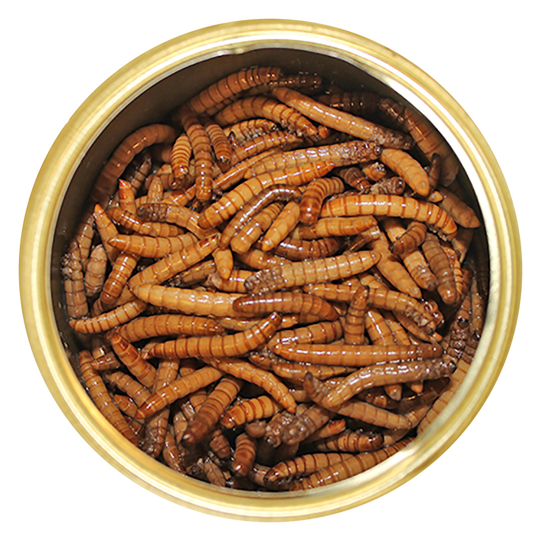 Canned Mealworms