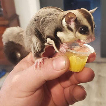 View of Exotic pet supplies including food, mealworms, treats and accessories.