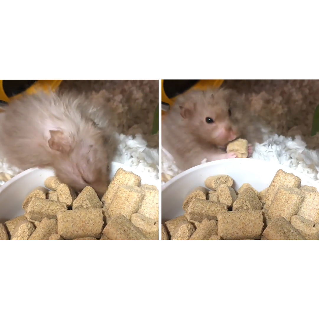 Rodent Blocks Rodent Food
