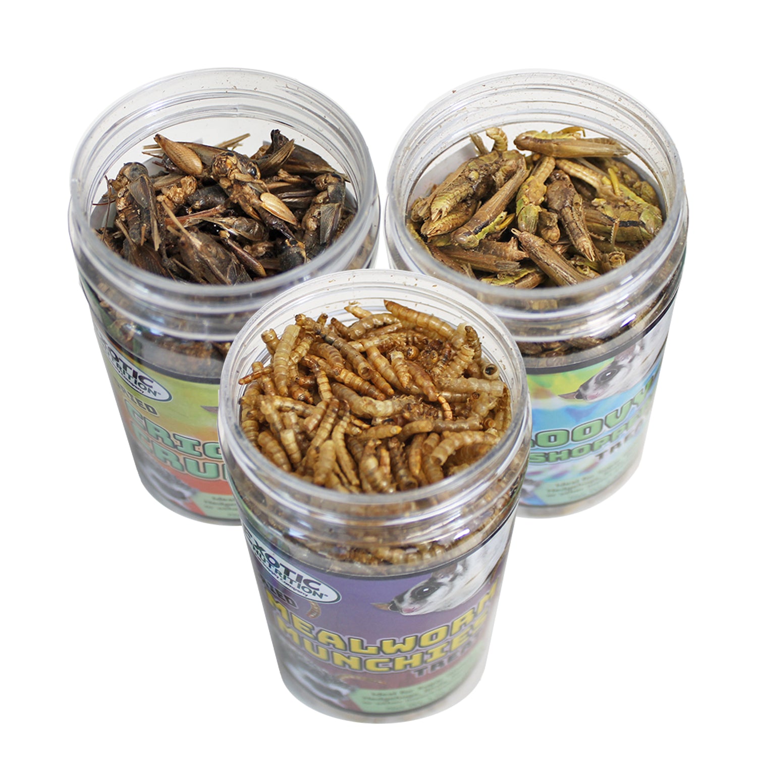 Dried Insect Color Dried Insect Assortment (3 Pack)