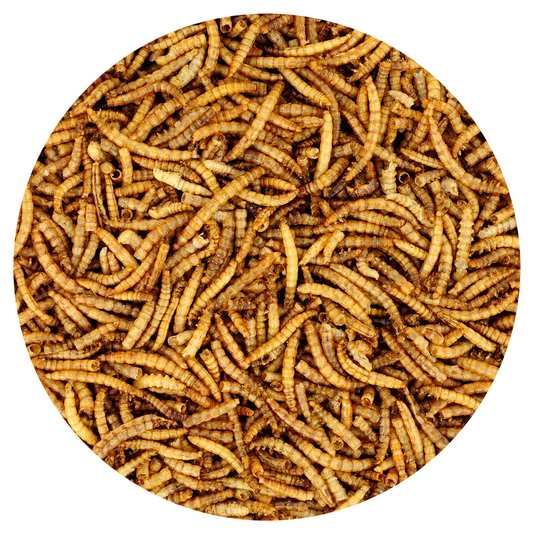 Dried Mealworms 2 lb.