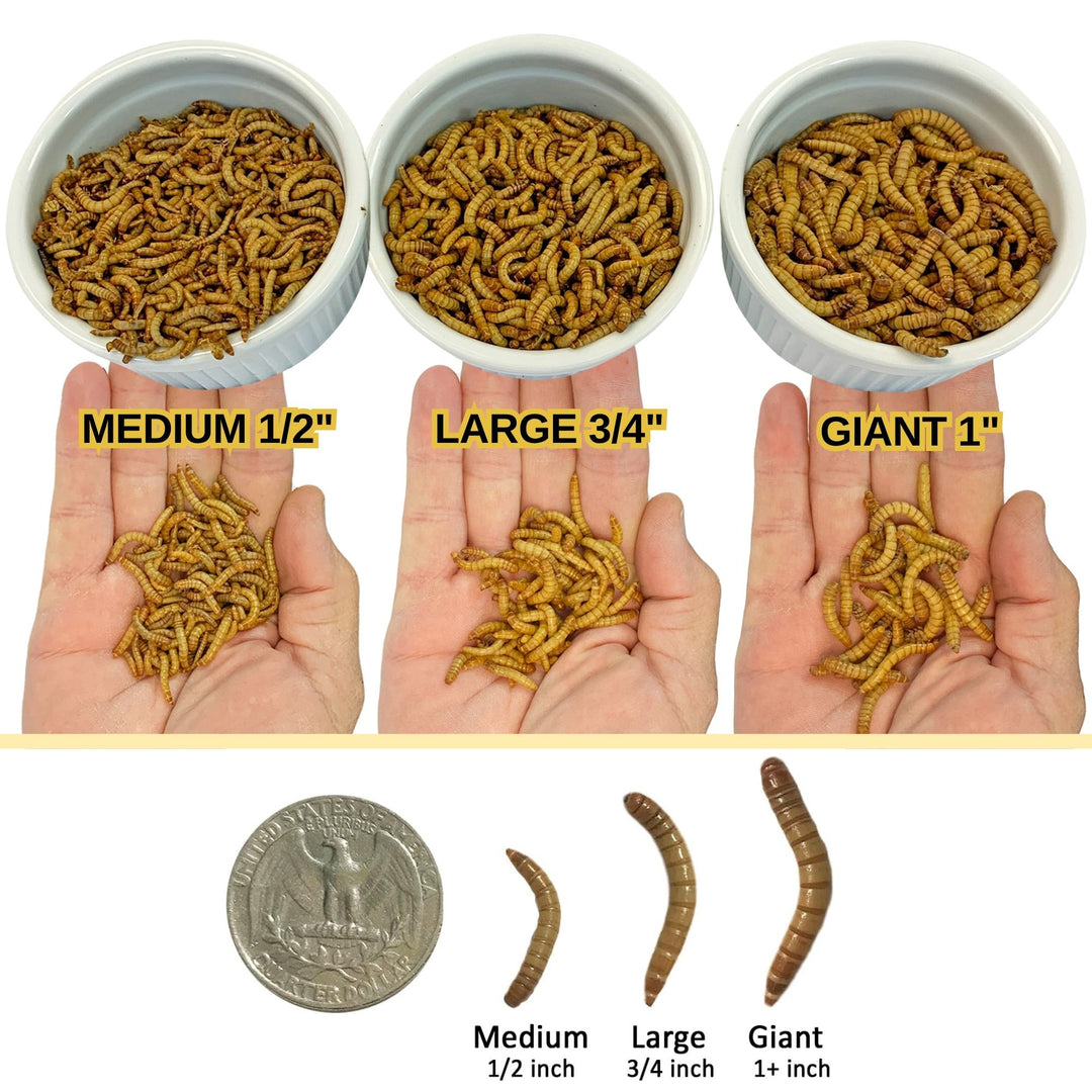 Large Live Mealworms 3/4