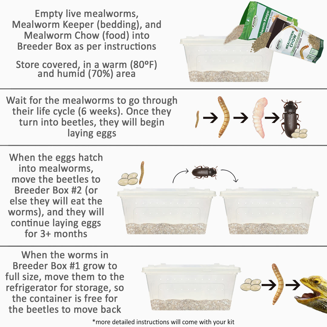 Mealworm Breeder Kit