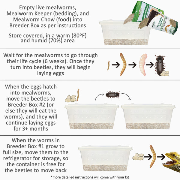Mealworm Breeder Kit