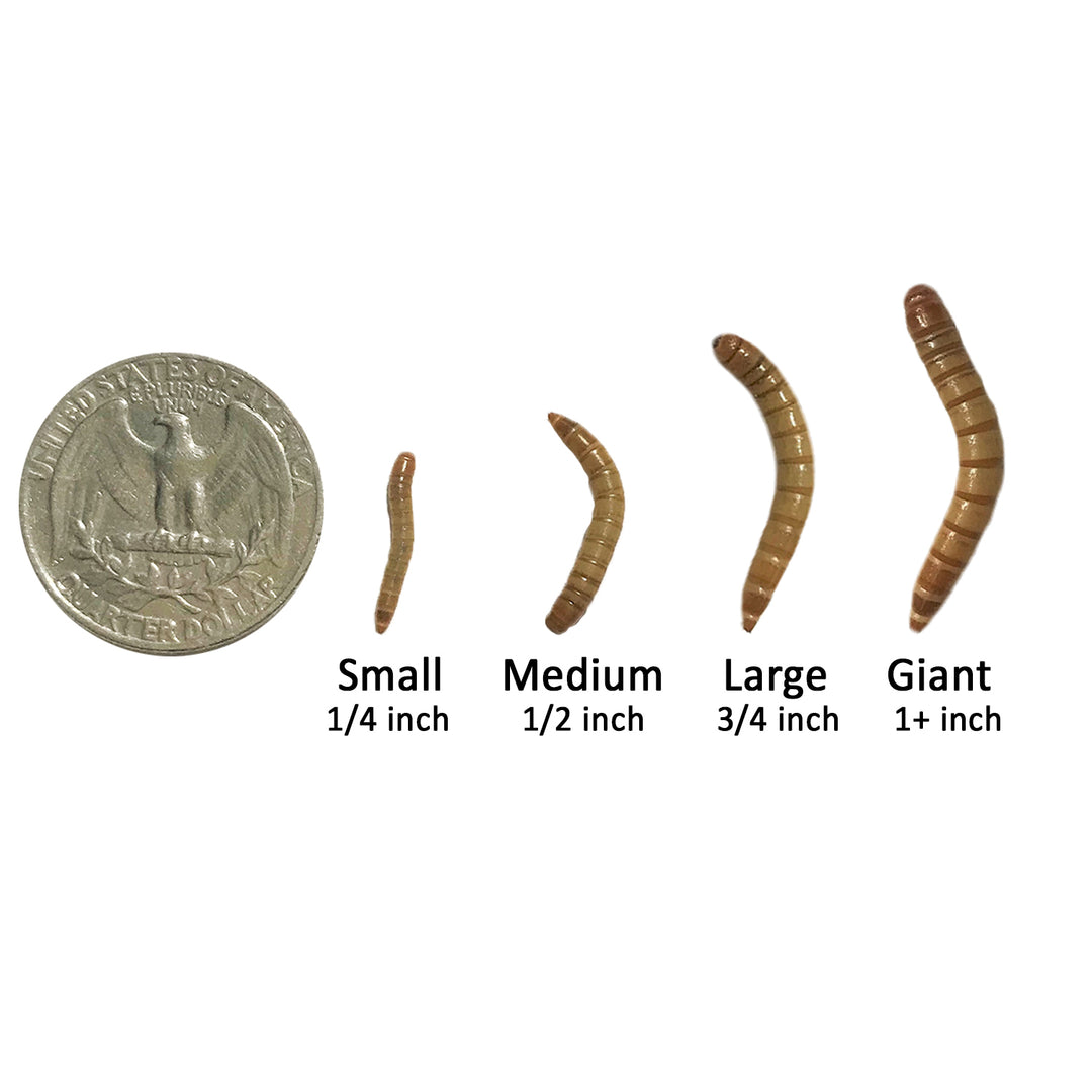 Giant Live Mealworms (1")