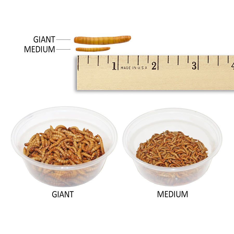 Medium Live Mealworms (1/2")