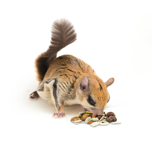 Squirrel Complete— Squirrel Food